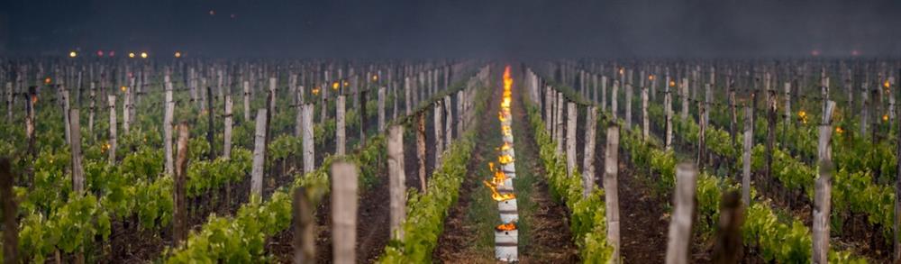 iStock Pomerol Vineyard.jpg
